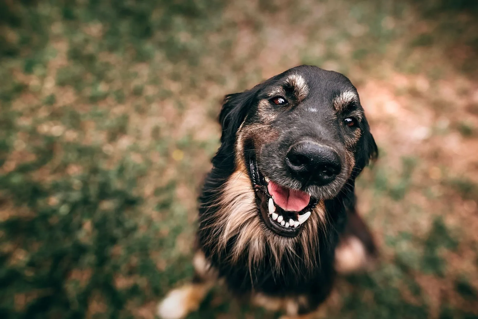 Perro siendo bañado en casa con champú específico para mascotas