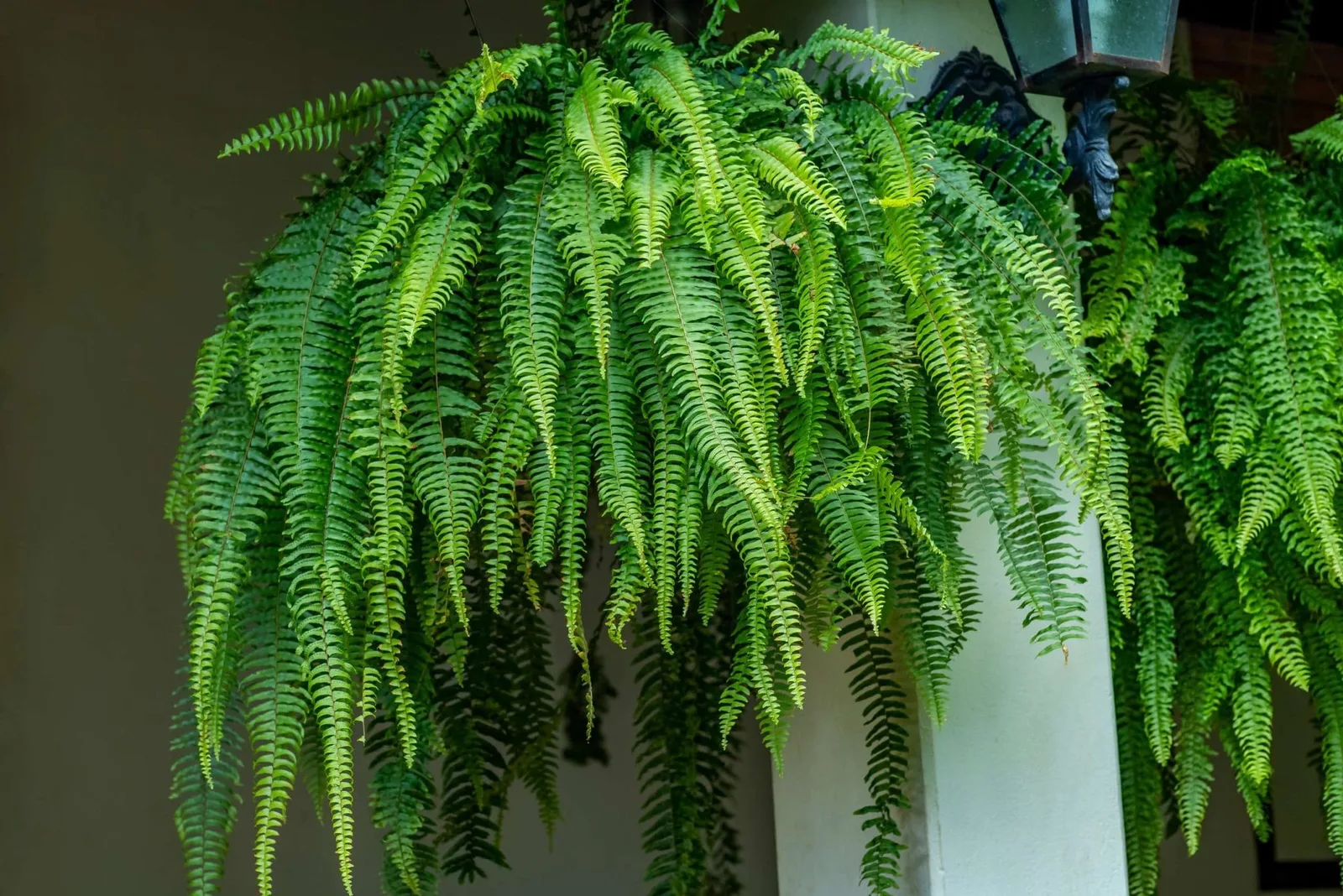 Plantas de interior asociadas con la buena suerte y la prosperidad en el hogar