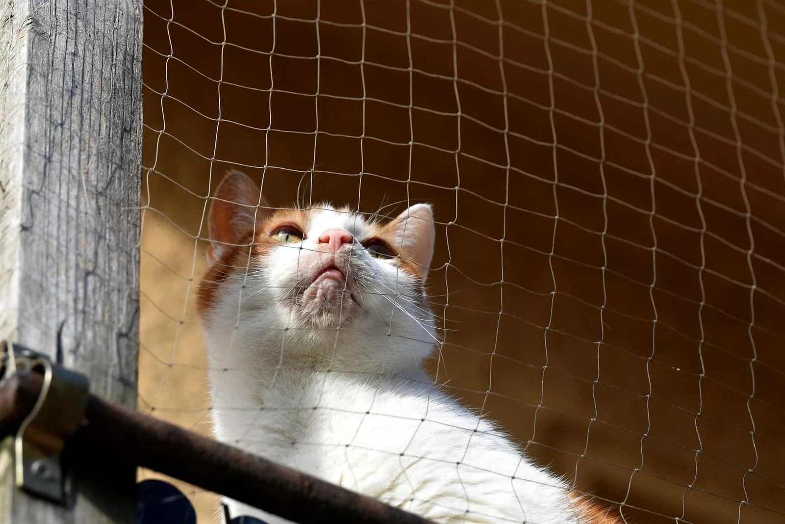 Instalación de mallas para gatos en Copacabana