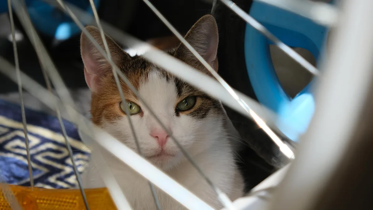 Mallas para gatos: qué pasa si tu apartamento es de drywall (y qué pasa si no)